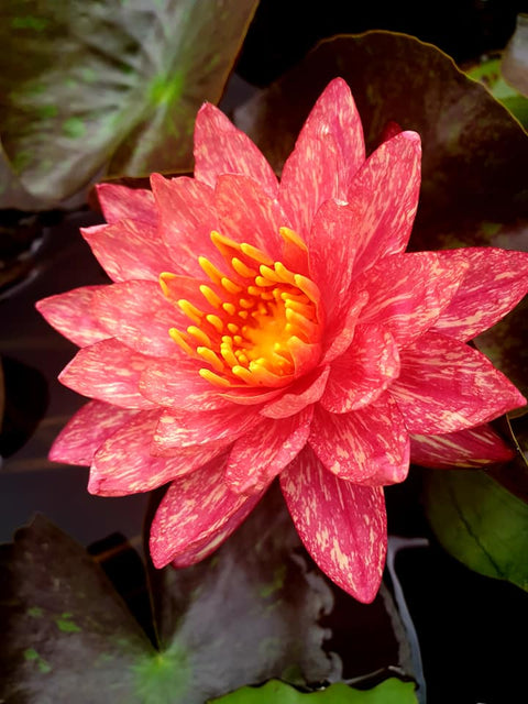 Wanvisa Waterlily  Medium Hardy Water Lily  Award Winner! - pondmegastore