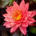 Wanvisa Waterlily <br> Medium Hardy Water Lily <br> Award Winner! - pondmegastore