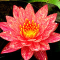 Wanvisa Waterlily <br> Medium Hardy Water Lily <br> Award Winner! - pondmegastore
