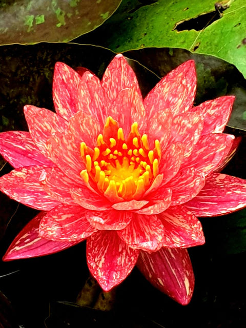 Wanvisa Waterlily  Medium Hardy Water Lily  Award Winner! - pondmegastore