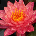 Wanvisa Waterlily <br> Medium Hardy Water Lily <br> Award Winner! - pondmegastore