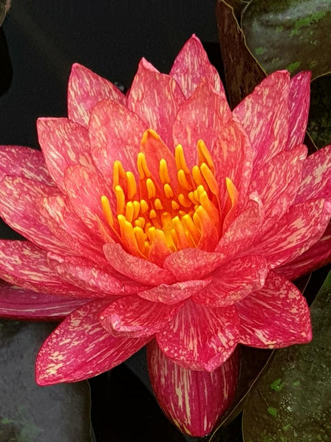 Wanvisa Waterlily  Medium Hardy Water Lily  Award Winner! - pondmegastore