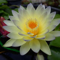 Poonsub, Day blooming <br> Medium-Large Water Lily <br> Available May 2020 - pondmegastore