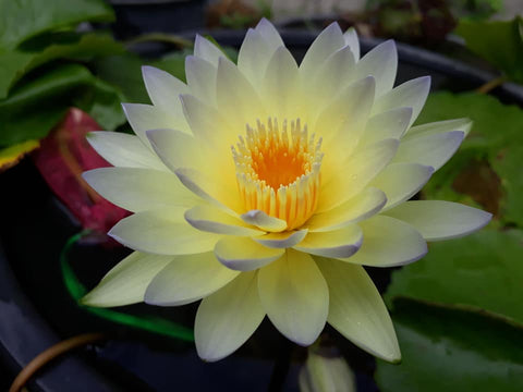 Poonsub, Day blooming  Medium-Large Water Lily  Available May 2020 - pondmegastore