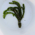 Anacharis (elodea densa)  <br> Great Oxygenating plant and Tadpole food <br> Sold by the bunch 6-8 stems each - pondmegastore