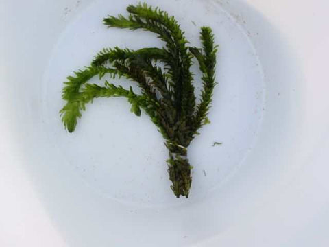 Anacharis (elodea densa)   Great Oxygenating plant and Tadpole food  Sold by the bunch 6-8 stems each - pondmegastore
