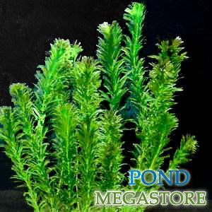 Anacharis (elodea densa)   Great Oxygenating plant and Tadpole food  Sold by the bunch 6-8 stems each - pondmegastore