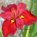 Ann Chowning, Louisiana Iris <br> - pondmegastore