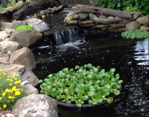 Nycon Floating Plant/Koi fish Barrier (4 Sizes to choose from)  Protect floating plants from koi - pondmegastore