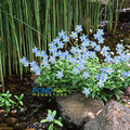 Forget Me Nots, Blue <br> (Myosotis scorpioides) <br> Winter Hardy / Shade loving - pondmegastore