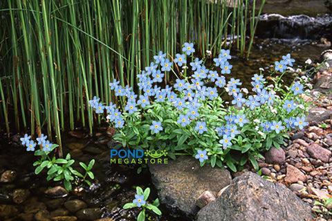 Forget Me Nots, Blue  (Myosotis scorpioides)  Winter Hardy / Shade loving - pondmegastore