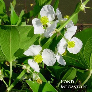 Arrowhead (Native plant)   (Sagittaria Latifolia )  Also known as Duck Potato / Katniss - pondmegastore