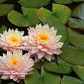 Awesome Hardy Water Lily <br> Huge Flowers, Large Plant <br> - pondmegastore