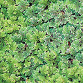 Azolla Caroliniana, Fairy Moss<br> Huge 1/2 lb portion! - pondmegastore