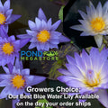 Grower's Choice Blue Water Lily <br> Day Bloomer <br> We choose current nicest plant in the color spectrum <br> Available Early Spring 2020 - pondmegastore