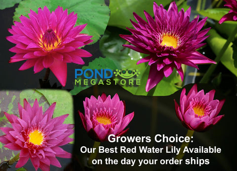 Grower's Choice Red Water Lily  Day Bloomer  We choose current nicest plant in the color spectrum  Available Early Spring 2020 - pondmegastore