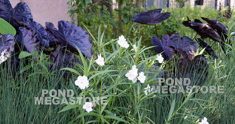 Black Coral Taro  (Colocasia)  - pondmegastore