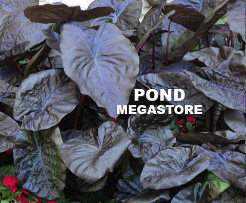 Black Coral Taro  (Colocasia)  - pondmegastore