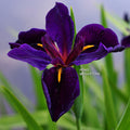 Black Gamecock, Louisiana Iris <br> - pondmegastore