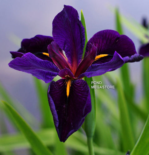 Black Gamecock, Louisiana Iris  - pondmegastore