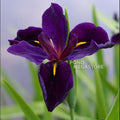 Black Gamecock, Louisiana Iris <br> - pondmegastore