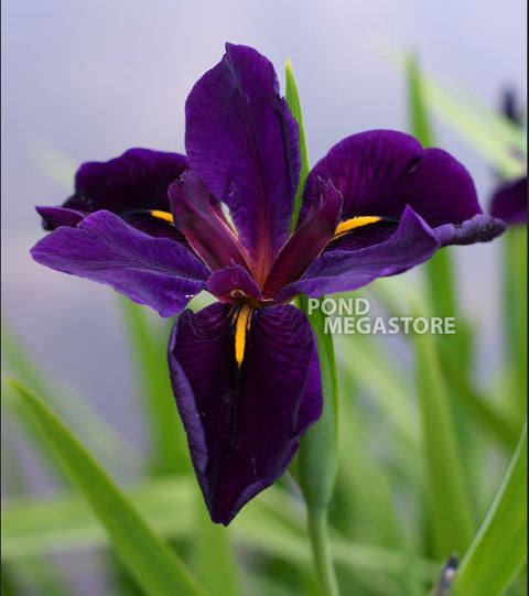 Black Gamecock, Louisiana Iris  - pondmegastore