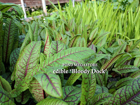 Bloody Dock  (Rumex Sanguineus)  - pondmegastore