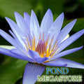 Blue Beauty Waterlily <br> Medium-Large, Day Bloomer - pondmegastore