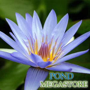 Blue Beauty Waterlily  Medium-Large, Day Bloomer - pondmegastore