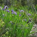 Blue Flag Iris <br> Native Pond Plant <br> - pondmegastore