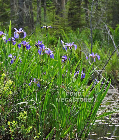 Blue Flag Iris  Native Pond Plant  - pondmegastore