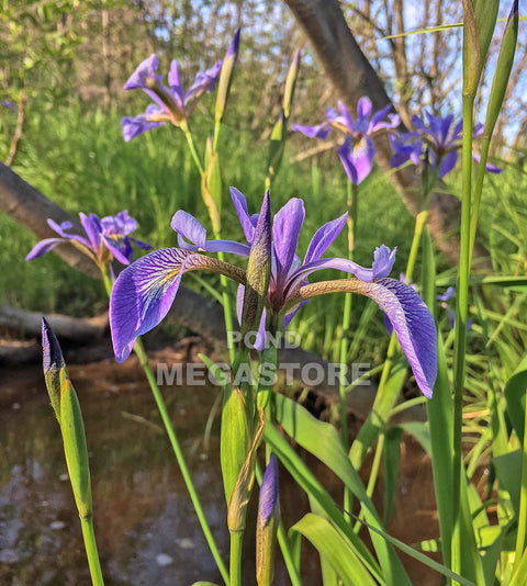 Blue Flag Iris  Native Pond Plant  - pondmegastore