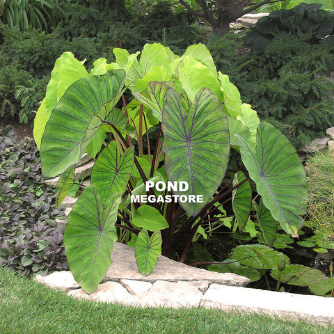 Blue Hawaii Taro    (Colocasia)  - pondmegastore