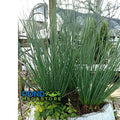 Blue Rush (Juncus Glauca) <br> Native plant <br> prevents erosion! - pondmegastore