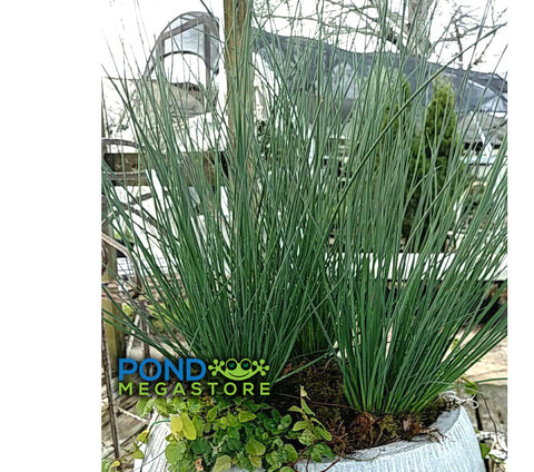 Blue Rush (Juncus Glauca)  Native plant  prevents erosion! - pondmegastore