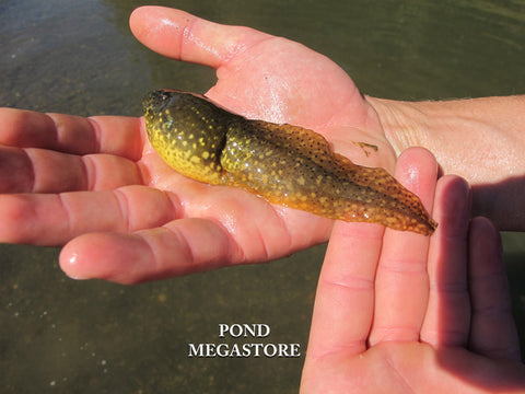 Bullfrog Tadpoles (Bulk)  Ships all year from our fishery - pondmegastore