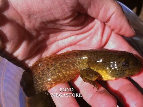 Bullfrog Tadpoles (Bulk)  Ships all year from our fishery - pondmegastore