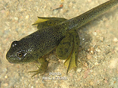 Bullfrog Tadpoles (Bulk)  Ships all year from our fishery - pondmegastore