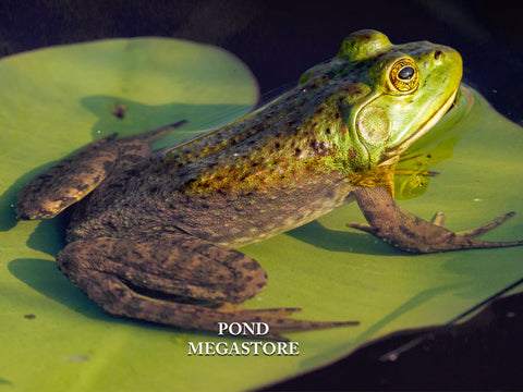 Bullfrog Tadpoles (Bulk)  Ships all year from our fishery - pondmegastore