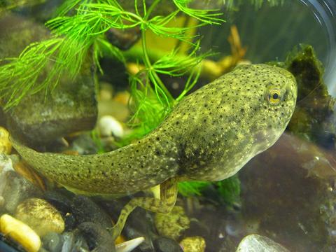 Bullfrog Tadpoles (Bulk)  Ships all year from our fishery - pondmegastore