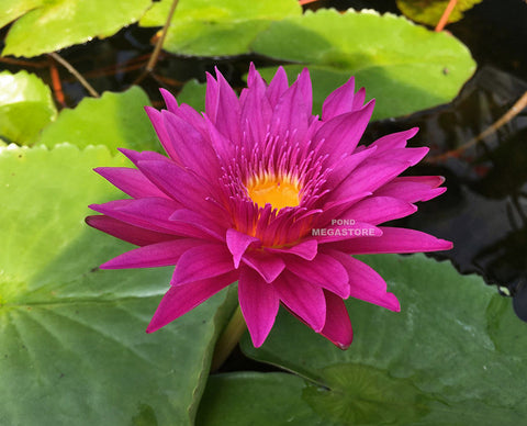 Bull's Eye Water Lily  Day blooming  Medium Water Lily  Ships Spring 2020 ! - pondmegastore