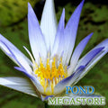 Caerulea Waterlily Water Lily <br> Day blooming <br> Medium Water Lily <br> Ships Spring 2020 ! - pondmegastore