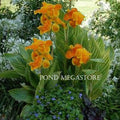 Bengal Tiger Canna (br) Live Plants <br> - pondmegastore