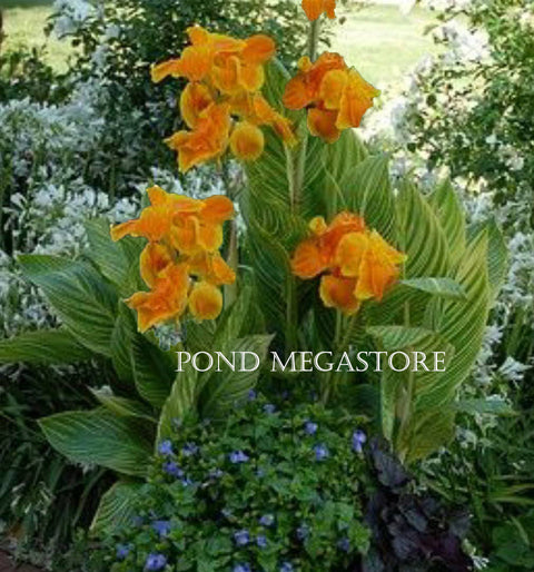 Bengal Tiger Canna (br) Live Plants  - pondmegastore