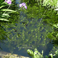 Hornwort (Ceratophyllum Demersum), <br> Best Oxygenating Pond Plant by a mile! <br> Starves algae and protects fish - pondmegastore