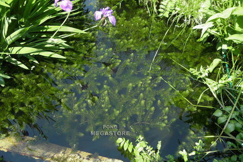 Hornwort (Ceratophyllum Demersum),  Best Oxygenating Pond Plant by a mile!  Starves algae and protects fish - pondmegastore