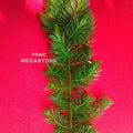 Hornwort (Ceratophyllum Demersum), <br> Best Oxygenating Pond Plant by a mile! <br> Starves algae and protects fish - pondmegastore