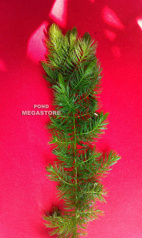 Hornwort (Ceratophyllum Demersum),  Best Oxygenating Pond Plant by a mile!  Starves algae and protects fish - pondmegastore