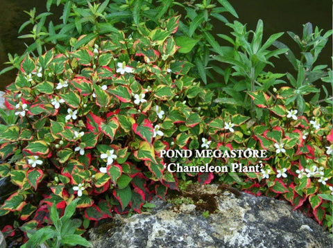 Chameleon Plants (Houttuynia Cordata Variegata)  - pondmegastore