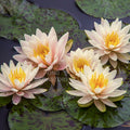 Citrus Twist Waterlily <br> Small-Medium Hardy Water Lily <br> - pondmegastore